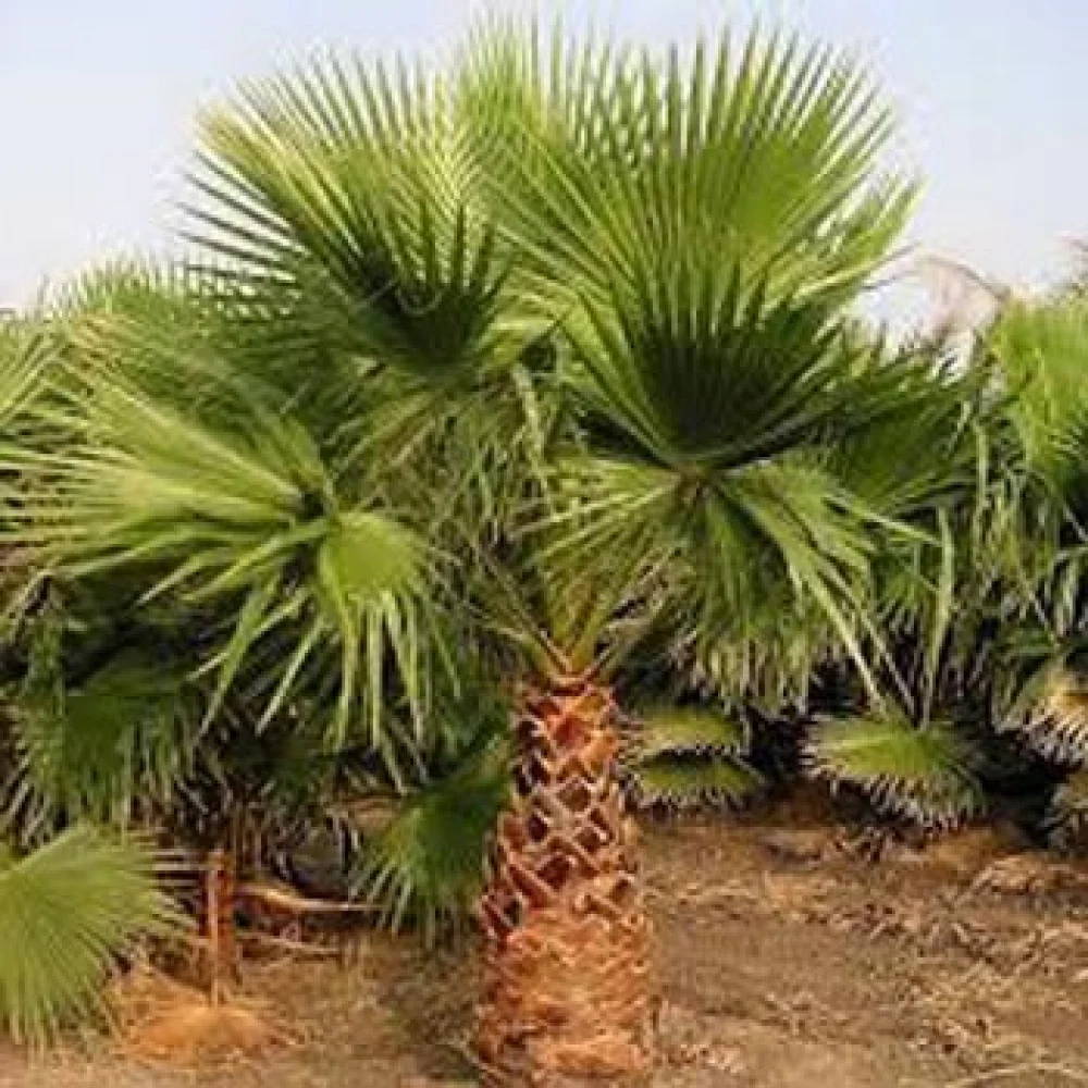 بذور نخيل واشنطونيا عالية الجودة متوفرة الآن للطلب المباشر