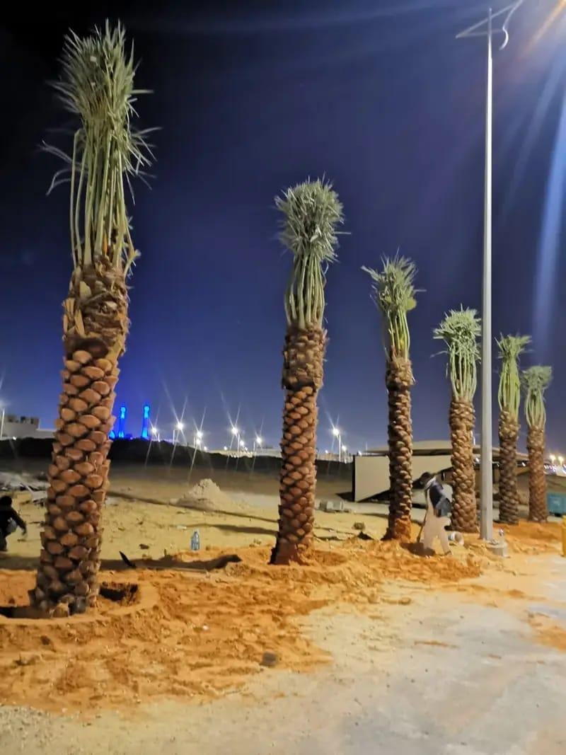 توريد نخيل