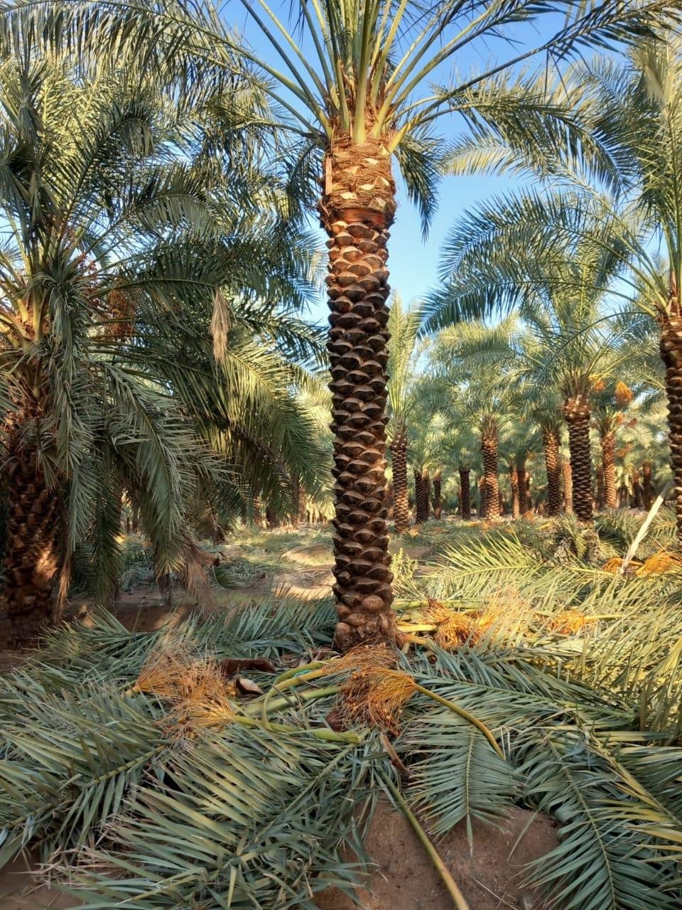 تركيب وصيانة الأشجار