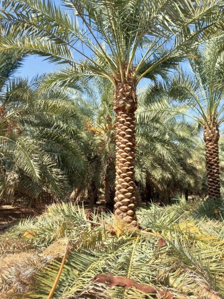 نخيل عربي وواشنطوني