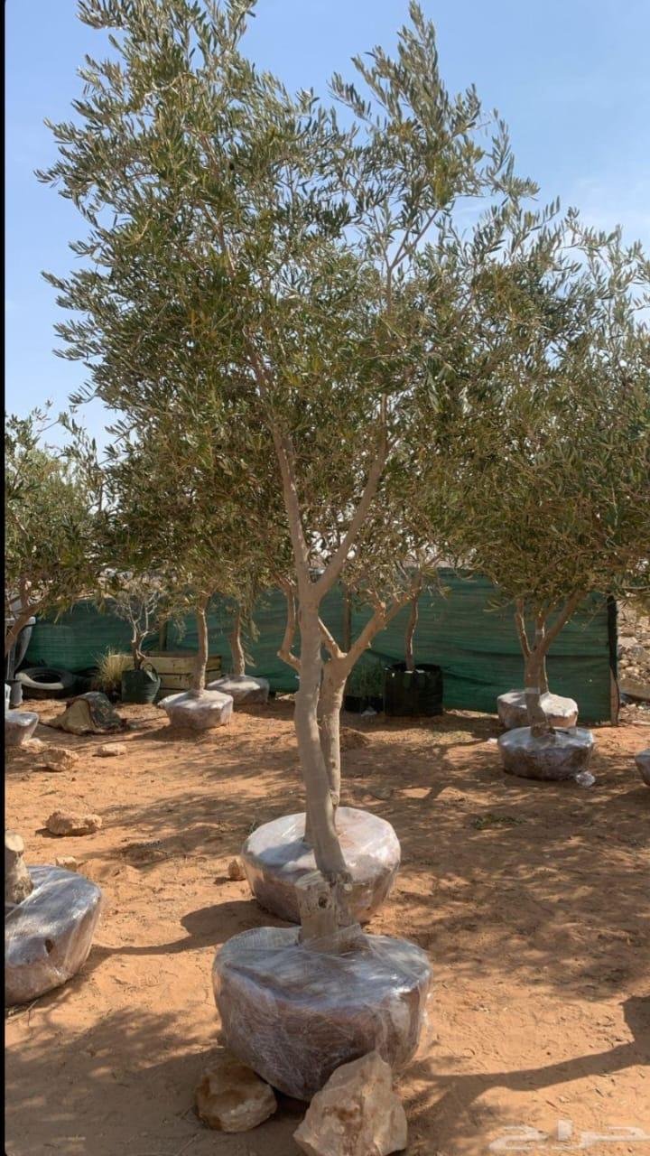 أشجار الزيتون