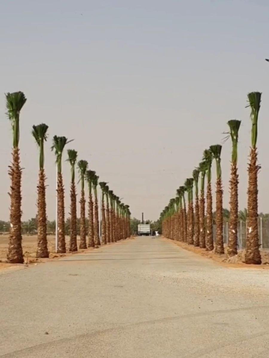 نخيل