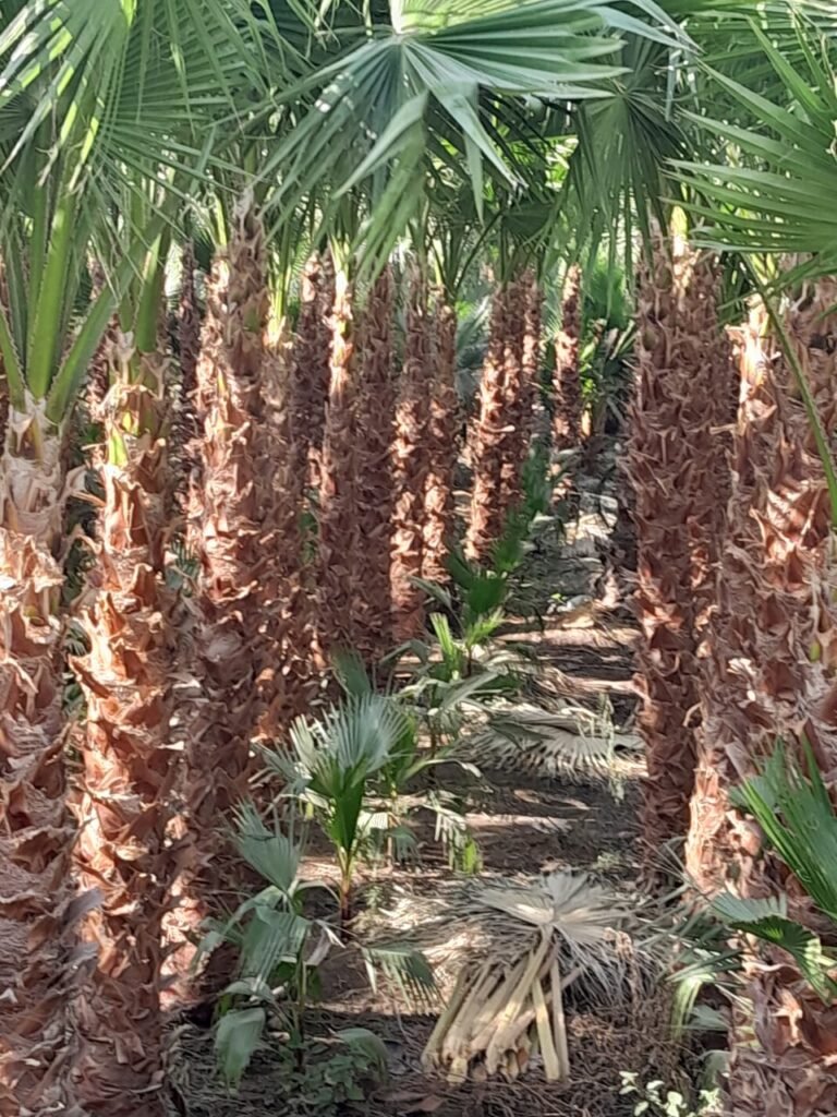 زراعة النخيل