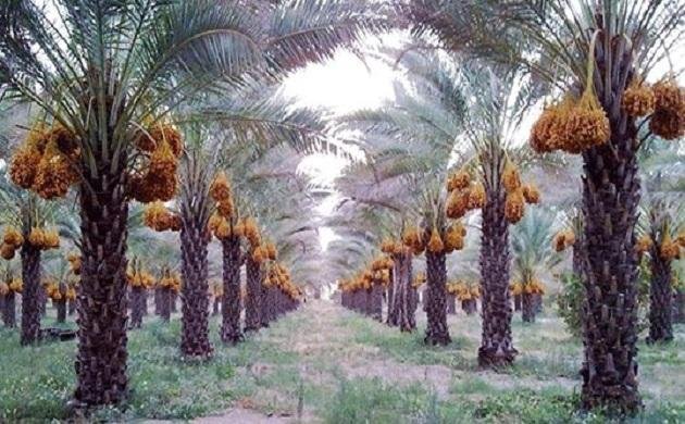 مزارع النخيل في السعودية