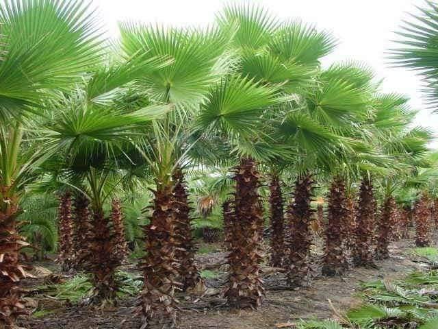 نخيل واشنطونيا للبيع بأسعار مناسبة وجودة عالية في السعودية